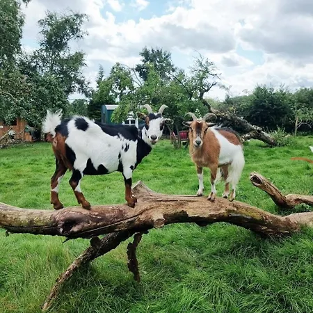 Lichtdurchflutete Dachgeschosswohnung Mit Charme Goldenstedt