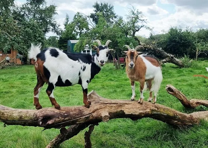 Lichtdurchflutete Dachgeschosswohnung Mit Charme Goldenstedt